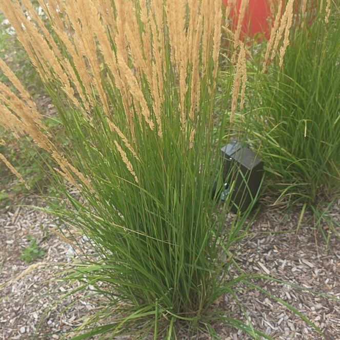 Photo of the plant species Big Muhly by @AvidDovetree named Surya on Greg, the plant care app