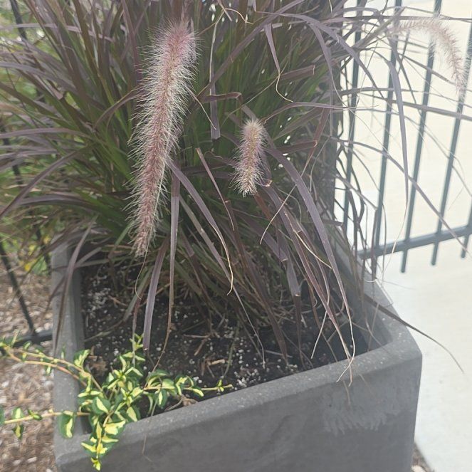 Photo of the plant species Crimson Fountaingrass by @AvidDovetree named Harry on Greg, the plant care app