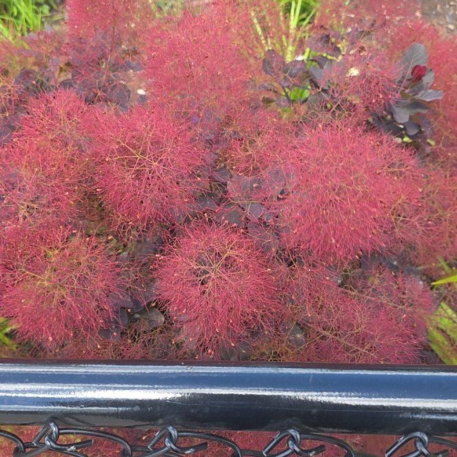 Photo of the plant species Eurasian Smoketree by @AvidDovetree named Luna on Greg, the plant care app