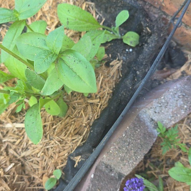 Photo of the plant species Petunia by @AvidDovetree named Mollie on Greg, the plant care app