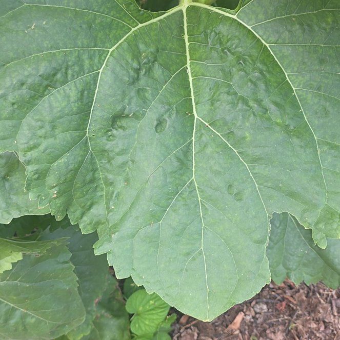 Photo of the plant species Empress Tree by @AvidDovetree named Remington on Greg, the plant care app