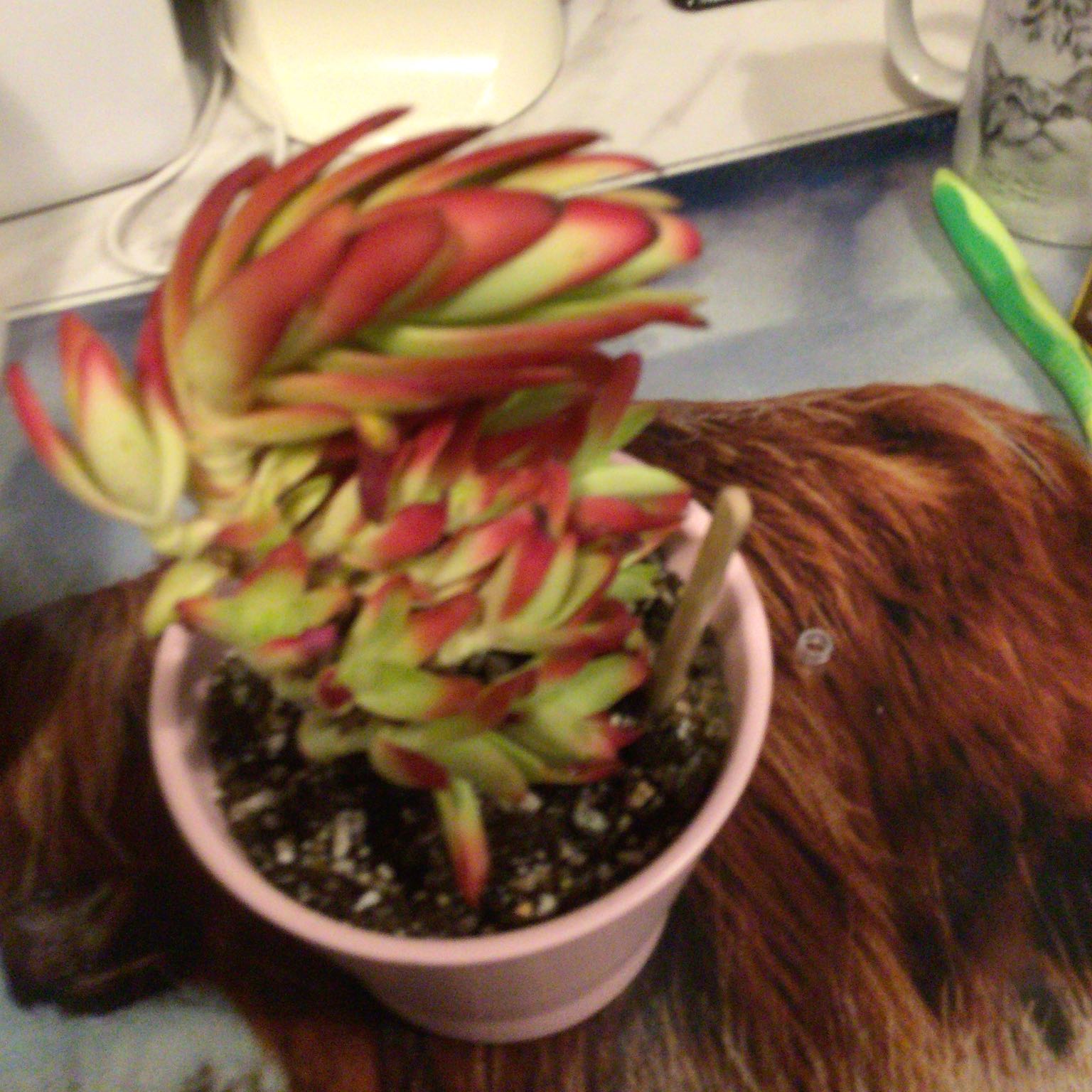 Photo of the plant species Campfire by @VisionaryIvy named Orwell on Greg, the plant care app