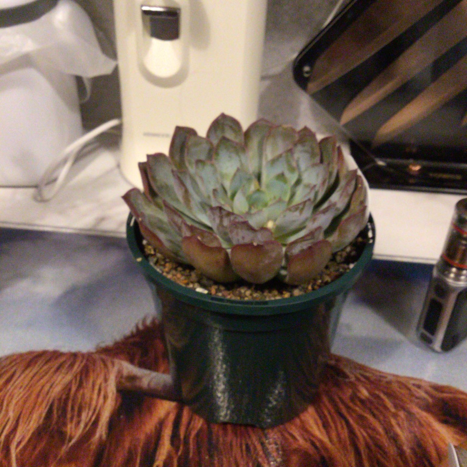 Photo of the plant species Echeveria Dark Ice by @VisionaryIvy named Kylie on Greg, the plant care app