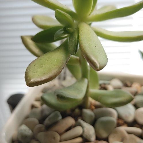 Photo of the plant species Sedum nussbaumerianum 'Coppertone' by @CoolMilkmaids named Coppertone Stonecrop on Greg, the plant care app