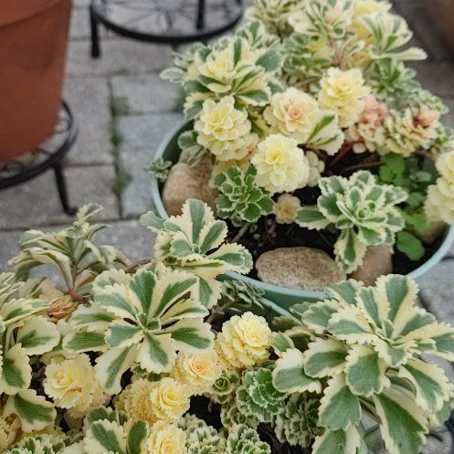 Photo of the plant species Variegated Atlantis Sedum by @CoolMilkmaids named Atlantis on Greg, the plant care app