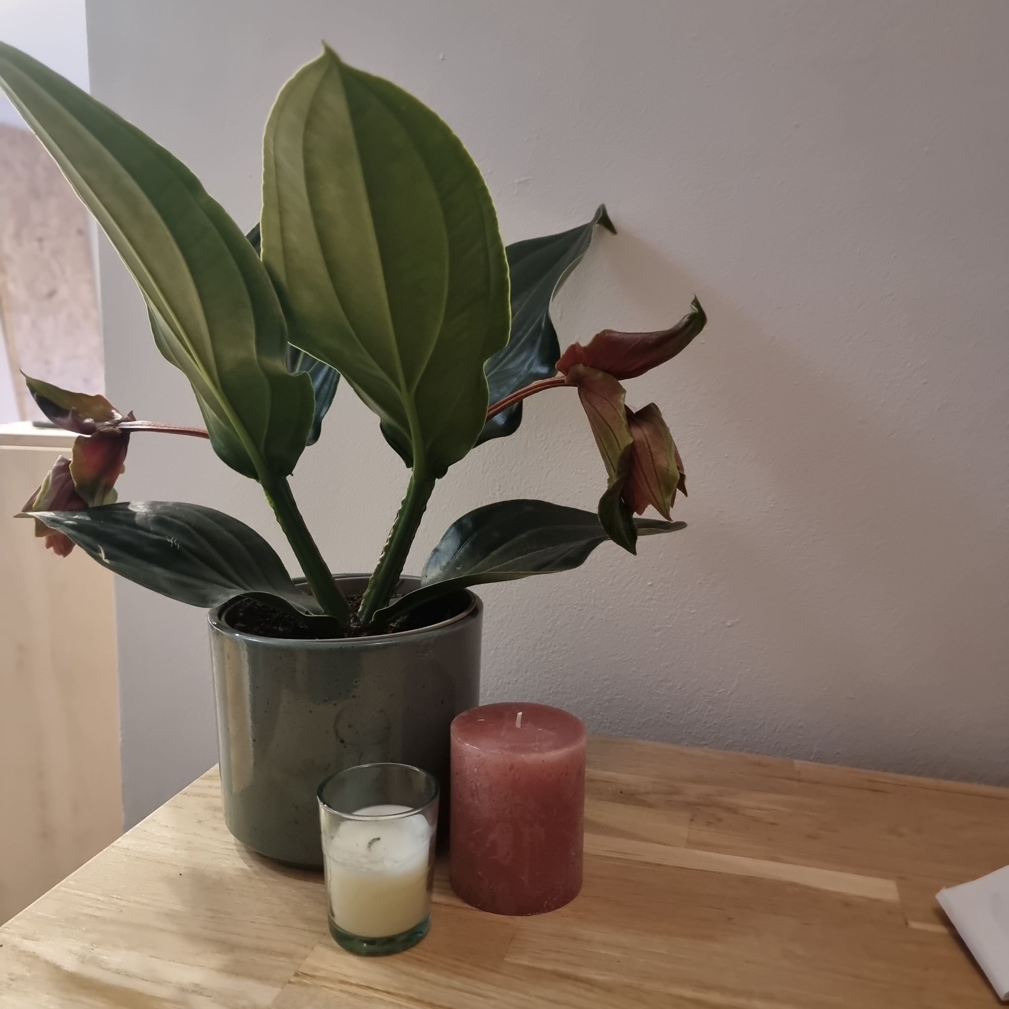 Showy Medinilla plant in a pot with large green leaves and flowers, placed on a wooden surface next to two candles.