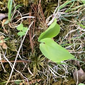 Photo of the plant species Canada Mayflower by @FunYumasandmat named Athena on Greg, the plant care app