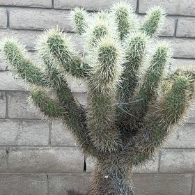 Photo of the plant species Teddy-Bear Cactus by @FunYumasandmat named Sir Plancelot on Greg, the plant care app
