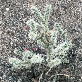 Photo of the plant species Snake Cholla by @FunYumasandmat named Einstein on Greg, the plant care app