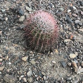 Photo of the plant species Fire Barrel Cactus by @FunYumasandmat named Sonora on Greg, the plant care app