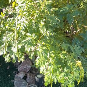 Photo of the plant species Desert Ash by @FunYumasandmat named Zion on Greg, the plant care app