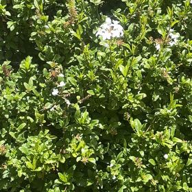Photo of the plant species Blue Plumbago by @FunYumasandmat named Surya on Greg, the plant care app