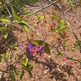 Photo of the plant species Pleroma urvilleanum by @FunYumasandmat named Tree Diddy on Greg, the plant care app