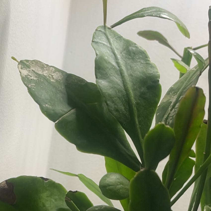 Photo of the plant species Rhipsalis pachyptera by @Matty-O named Dolores on Greg, the plant care app