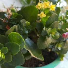 Photo of the plant species Geraldton waxflower by @ForcefulCamphor named Peter Parker on Greg, the plant care app