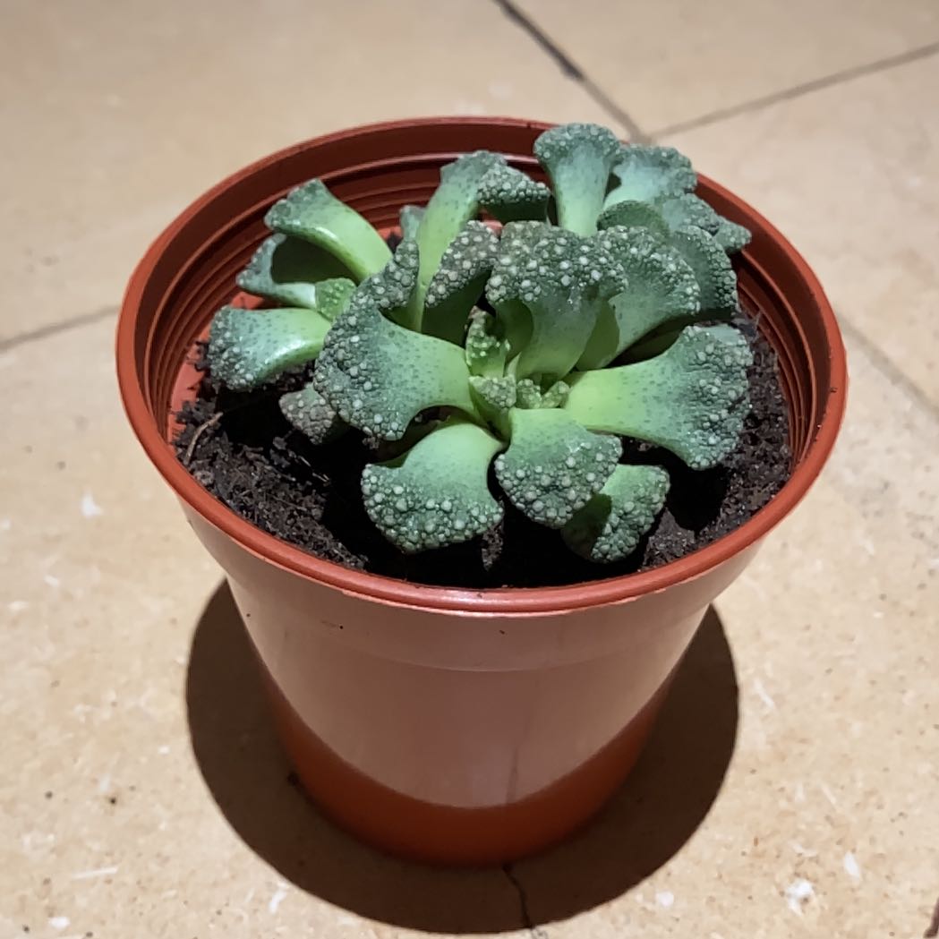 Concrete Leaf Living Stone succulent in a small pot, healthy and well-framed.