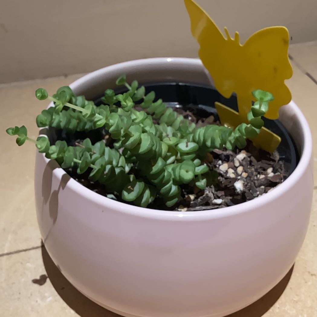 Potted Jade Necklace plant with healthy green leaves in a pink pot.