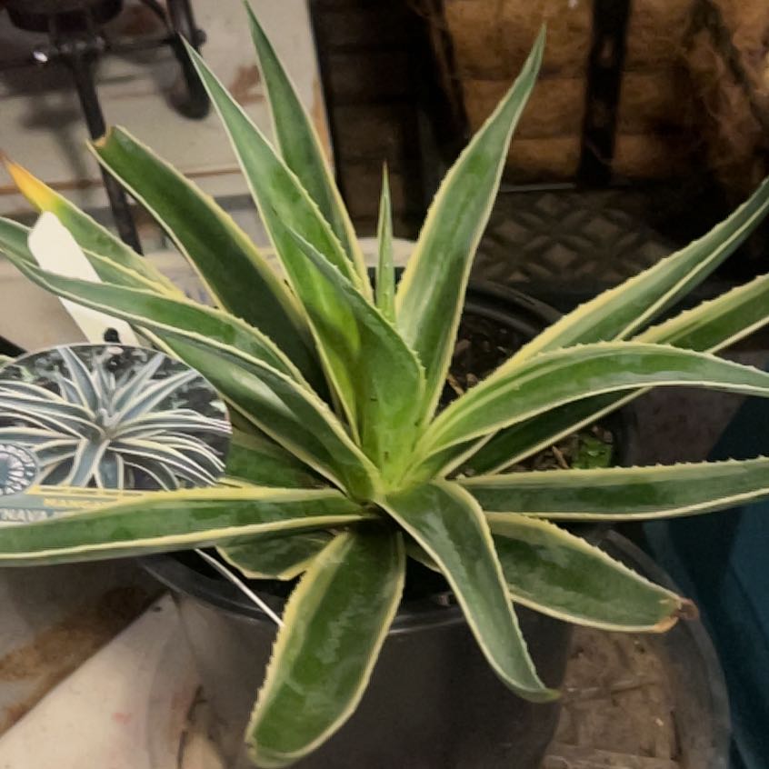 Photo of the plant species Mangave 'Navajo Princess' by @FinePigsears named Elina on Greg, the plant care app