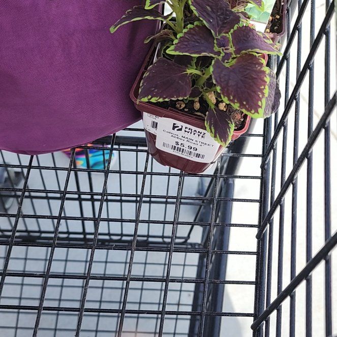 Photo of the plant species Pink Josephs Coat by @GleefulKale named Bieber on Greg, the plant care app