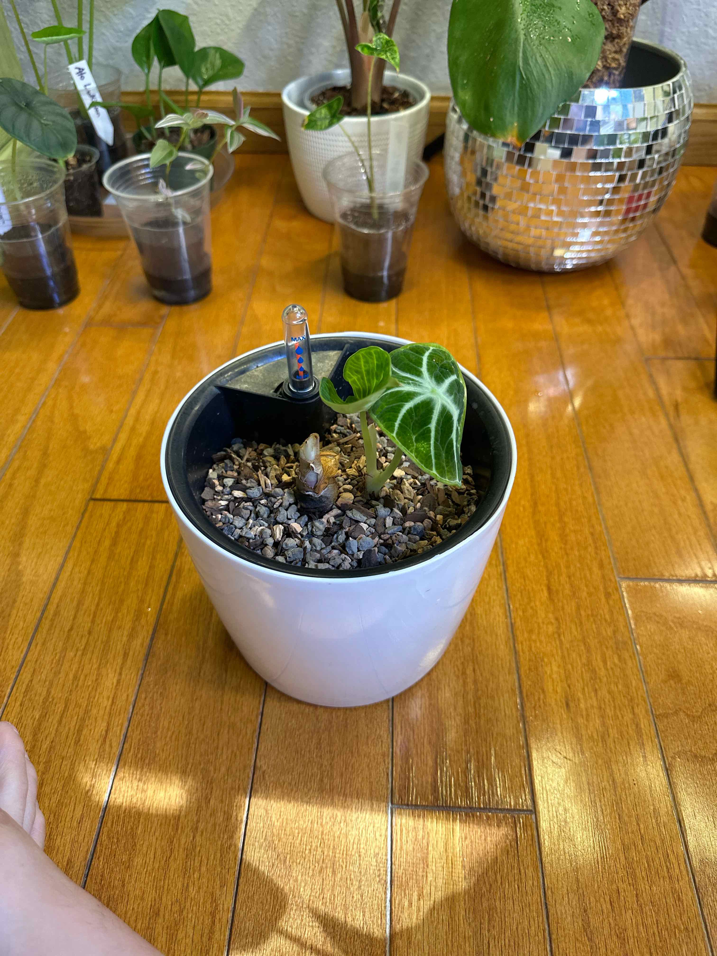 Potted Alocasia Ninja plant with a single healthy leaf on a wooden floor, other plants in the background.