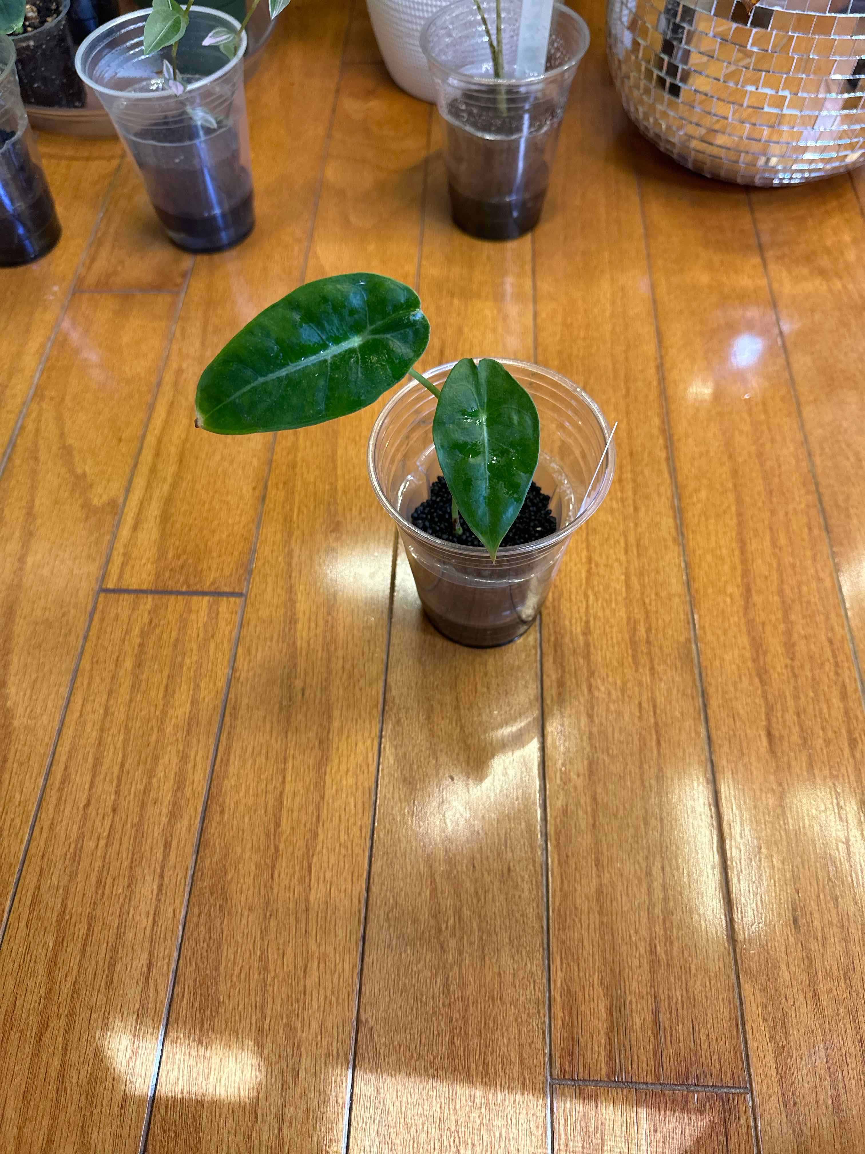 Young Alocasia longiloba plant in a clear plastic cup with soil, two green leaves, reflective object in background.