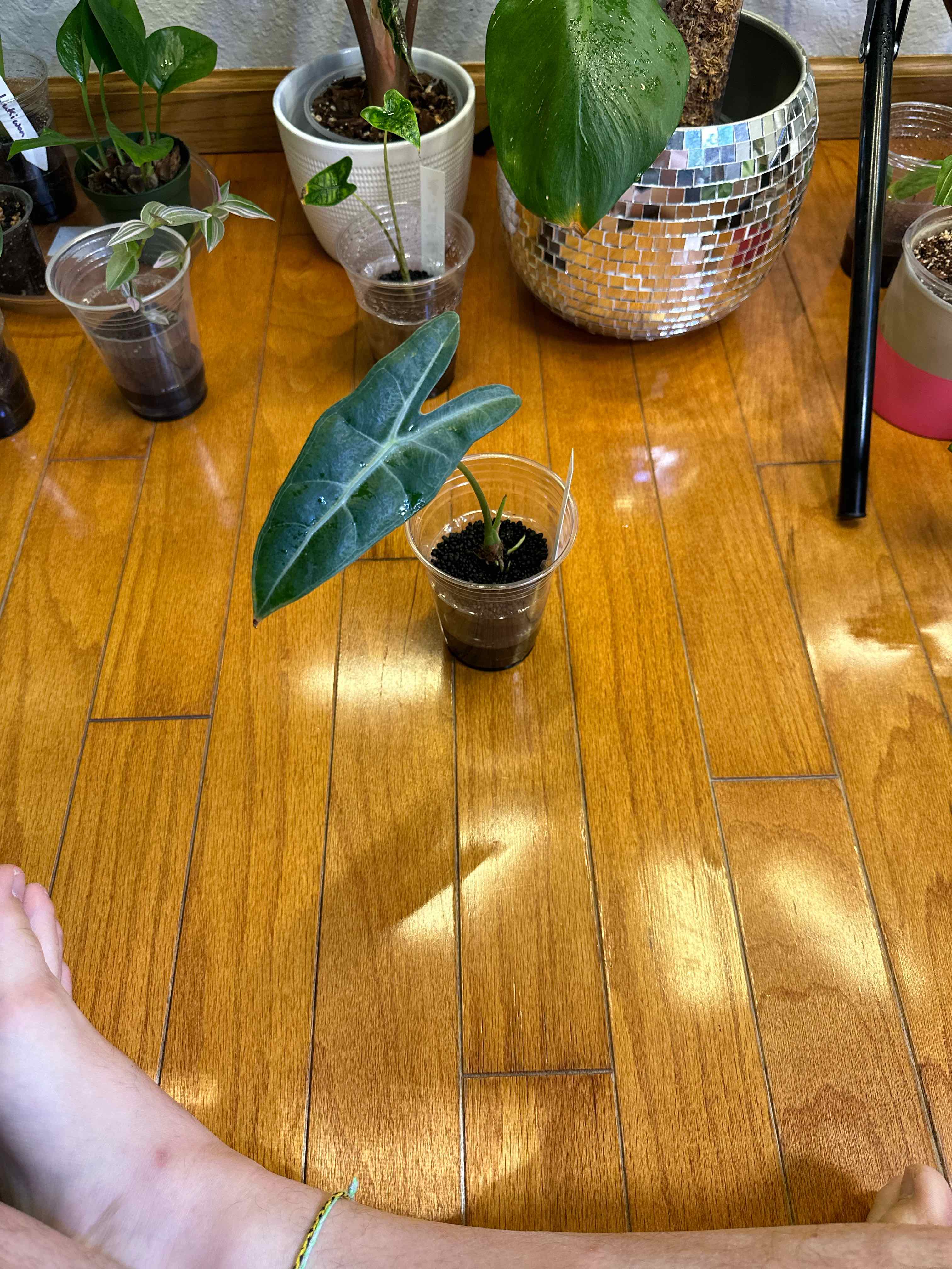 Young Alocasia longiloba plant in a clear plastic cup on a wooden floor with other plants in the background.