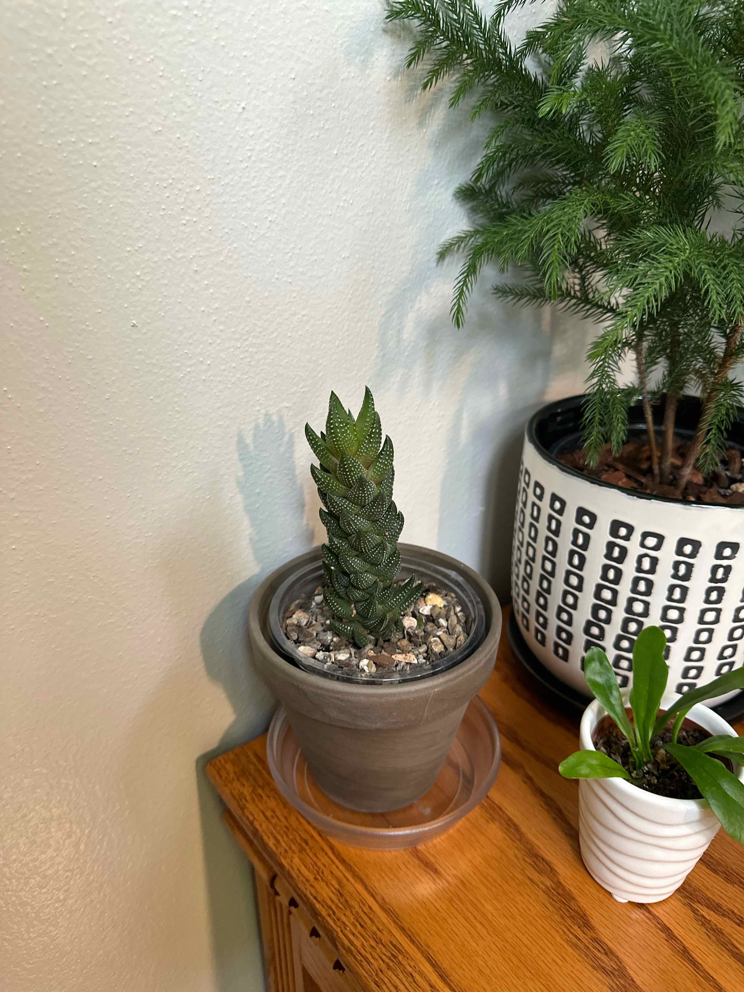 Photo of the plant species Haworthia coarctata f. conspicua by @AnewCallalily named Hamilton on Greg, the plant care app