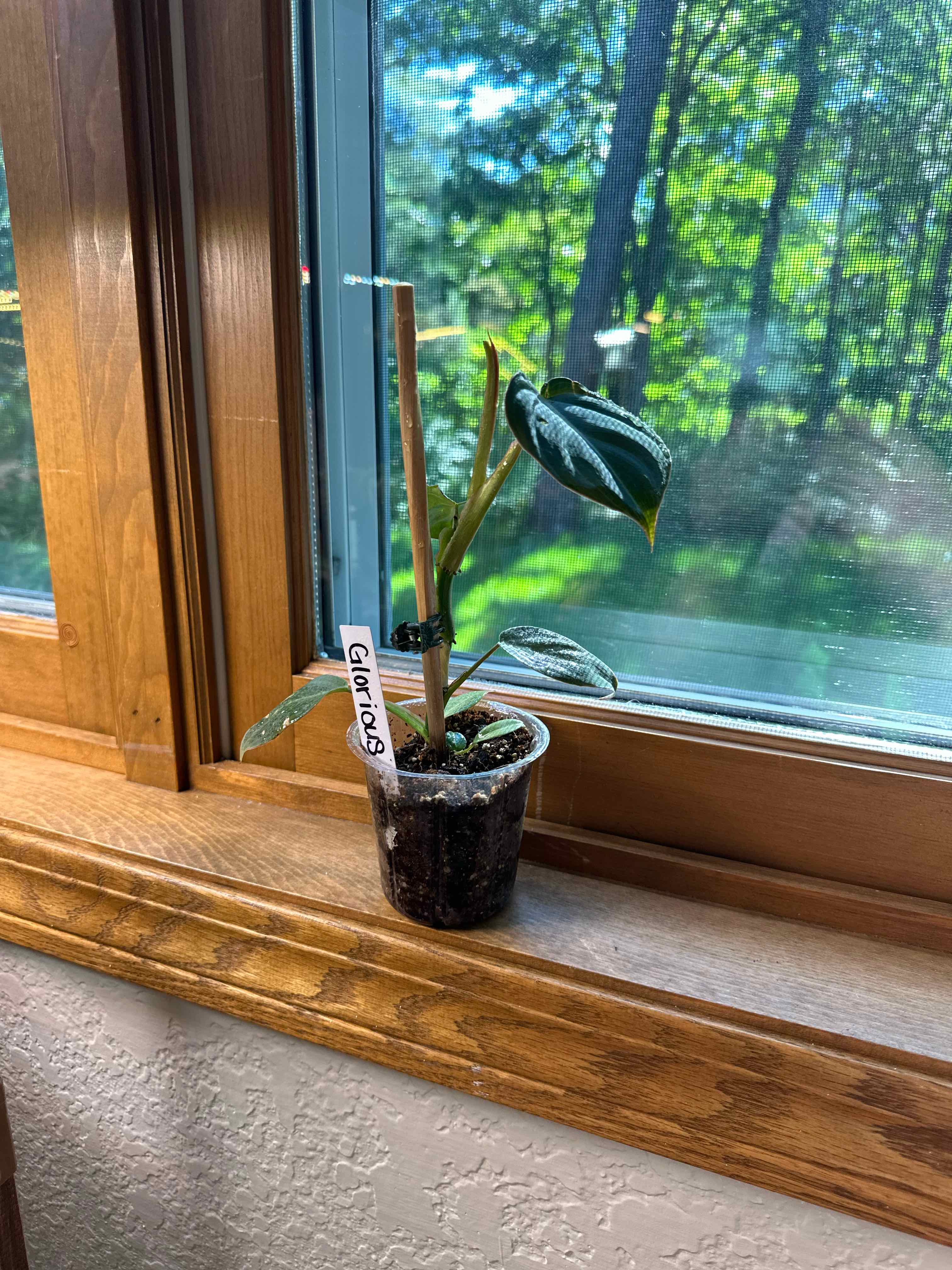 Philodendron 'Glorius' plant on a windowsill in a small transparent pot with visible soil.