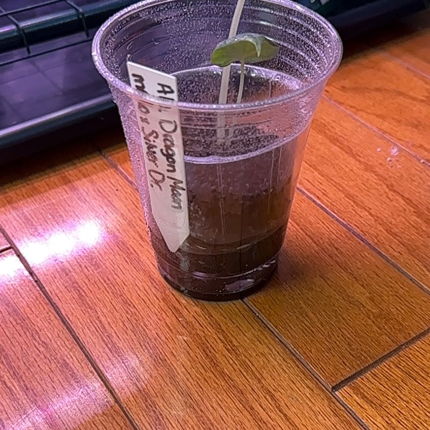 Photo of the plant species Dragon moon by @AnewCallalily named Sigmund on Greg, the plant care app