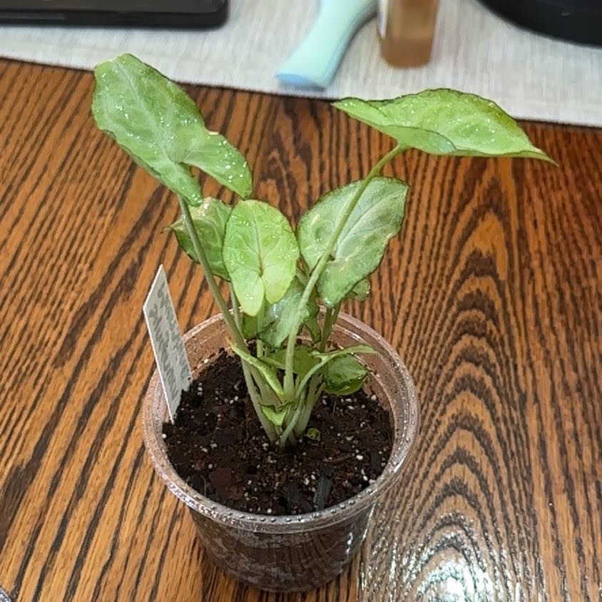 Photo of the plant species Syngonium 'Moonshine' by @AnewCallalily named Bill McCoy on Greg, the plant care app