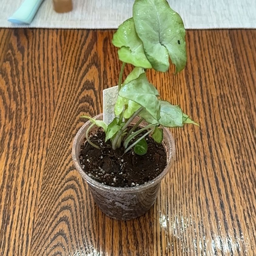Photo of the plant species Syngonium 'Moonshine' by @AnewCallalily named Popcorn Sutton on Greg, the plant care app