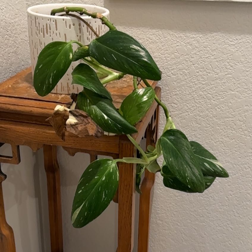 Photo of the plant species Cobra Philodendron by @GutsyTeucridium named Apollo on Greg, the plant care app