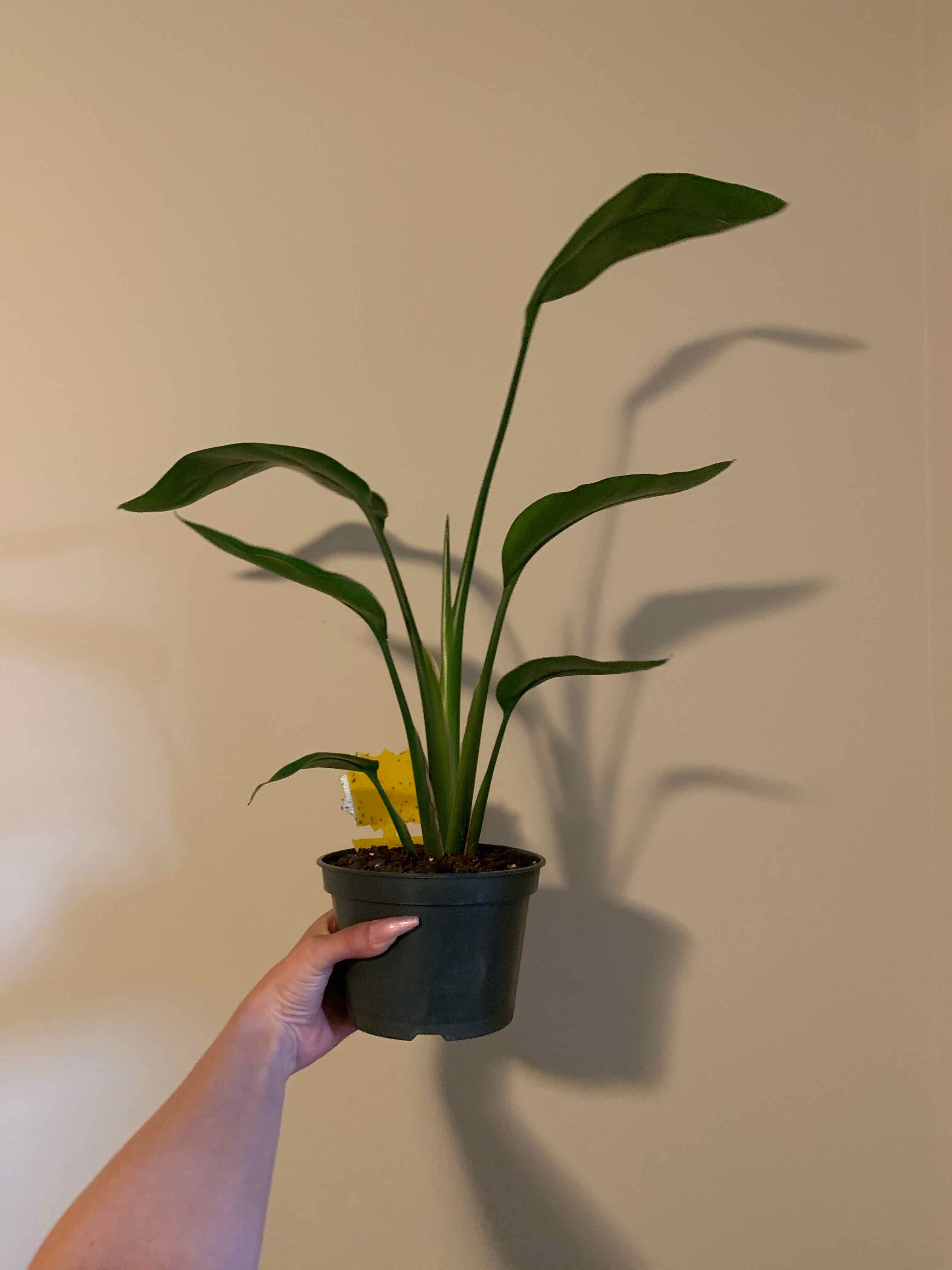 Bird of Paradise plant in a pot, held by a hand, with green leaves and no visible signs of disease.