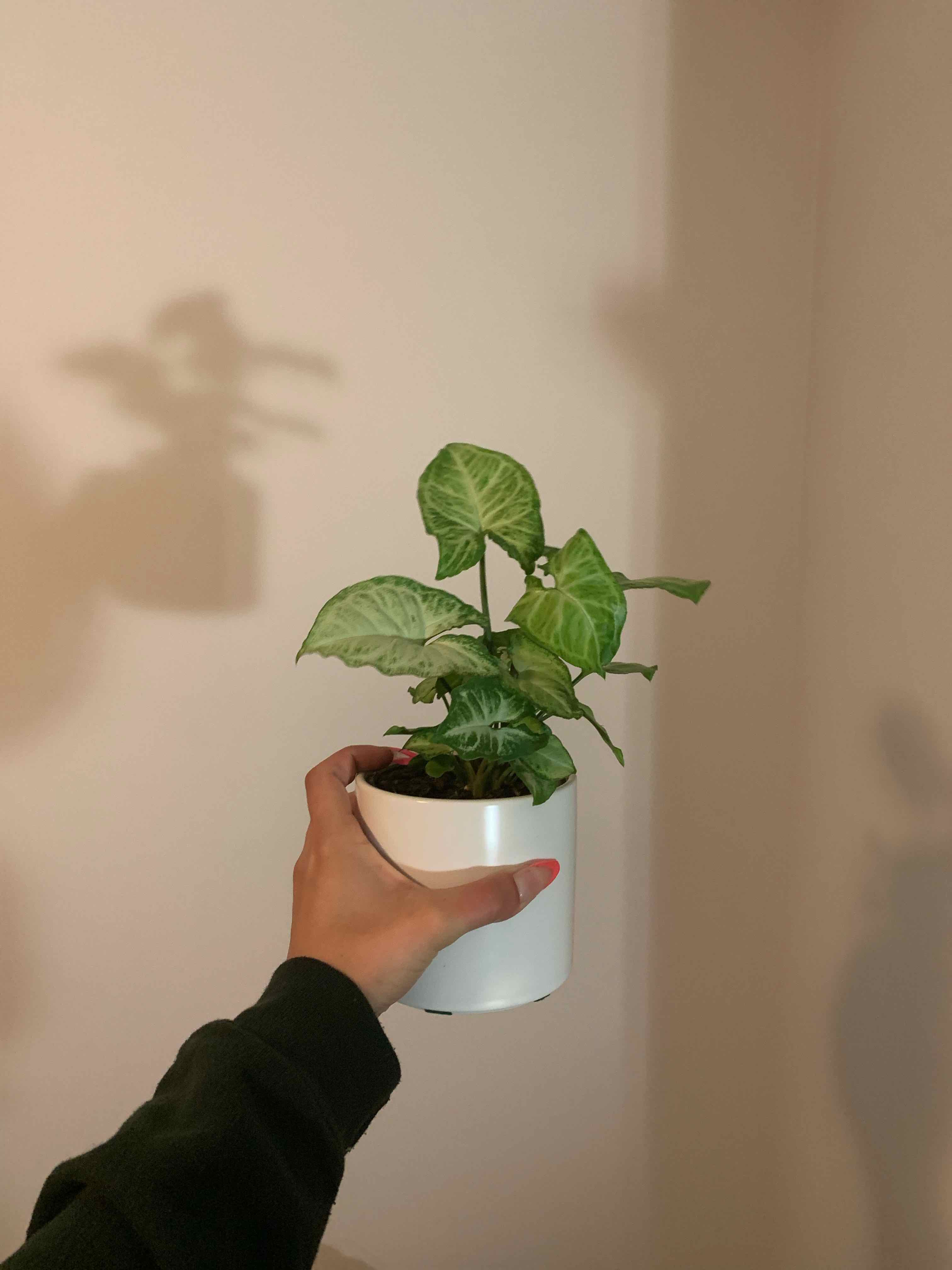 Syngonium 'White Butterfly' plant held in a white pot, healthy green leaves, plain background.
