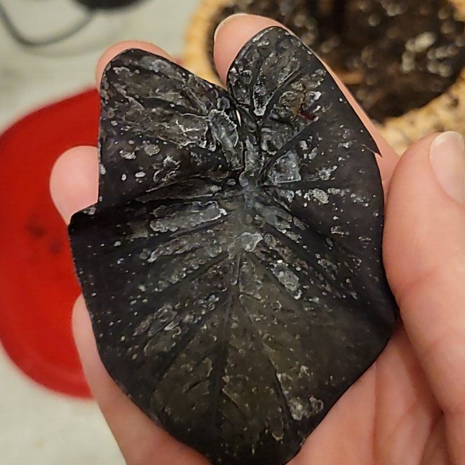 Photo of the plant species Colocasia 'Black Sapphire Gecko' by @BenignantTozzia named Demi on Greg, the plant care app