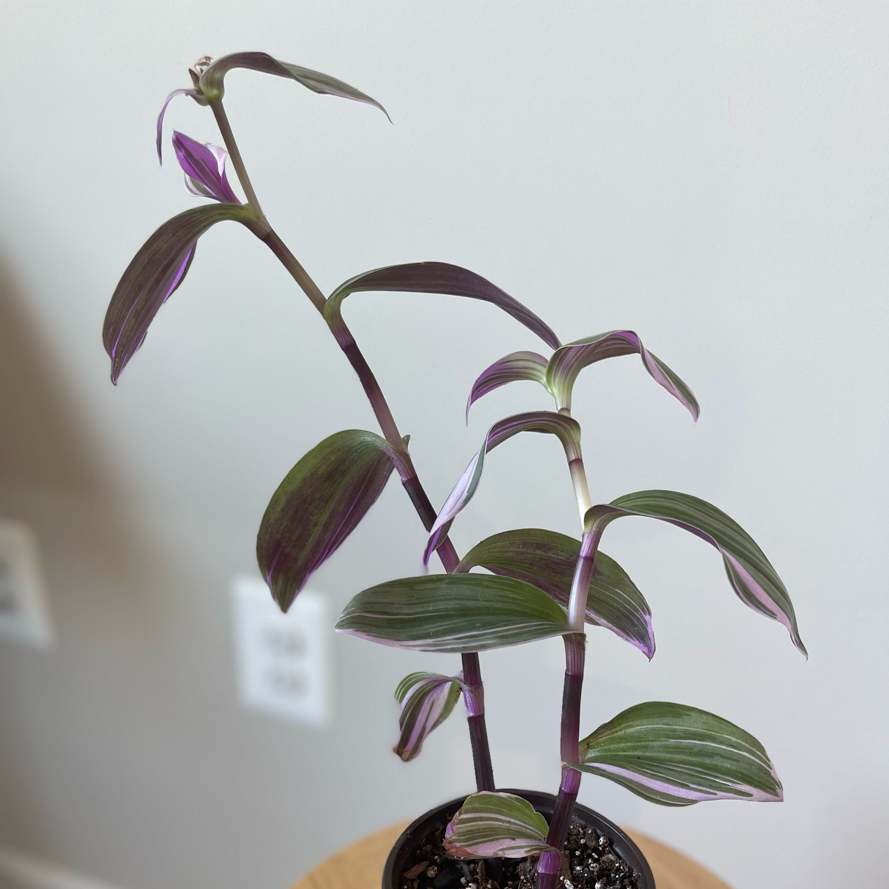 Wandering Dude 'Burgundy' plant in a pot with vibrant burgundy and green leaves.
