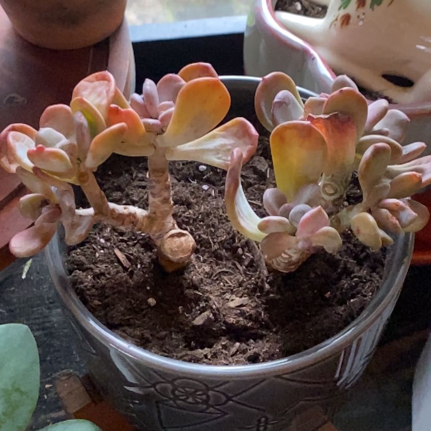 Photo of the plant species Cinderella Succulent by @RhodaDendron named Curie on Greg, the plant care app