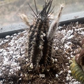 Photo of the plant species Flower of Prayer Cactus by @RhodaDendron named Michelle Branch on Greg, the plant care app