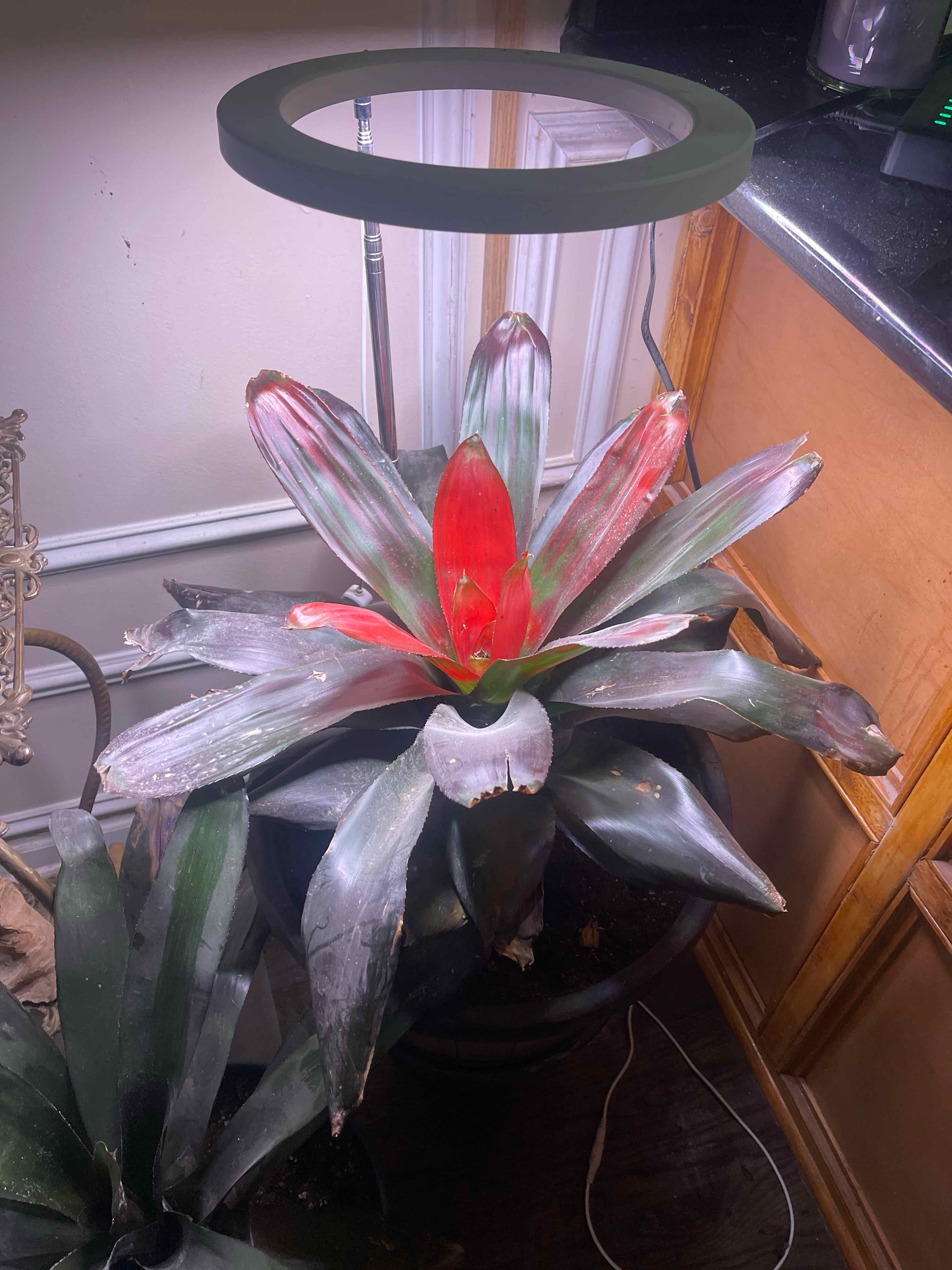Photo of the plant species neoregelia tangerine by @LovelyTokyosun named Bromeliads on Greg, the plant care app