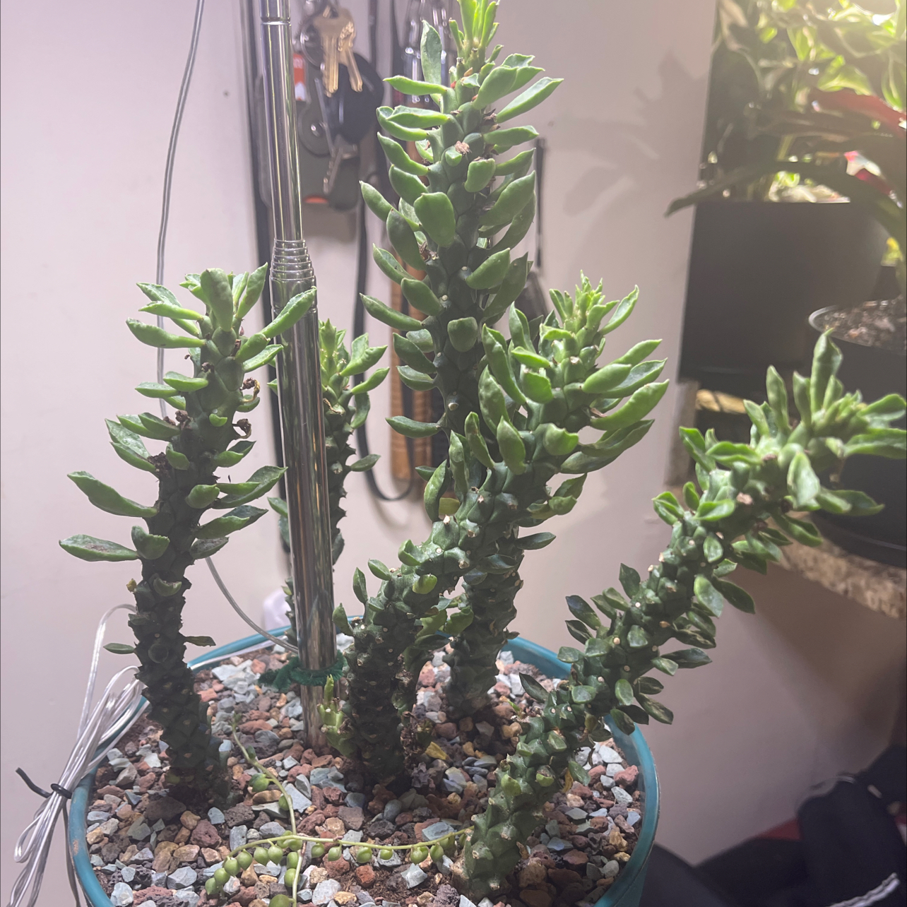 Photo of the plant species sausage plant by @LovelyTokyosun named Monadenium Guentheri on Greg, the plant care app