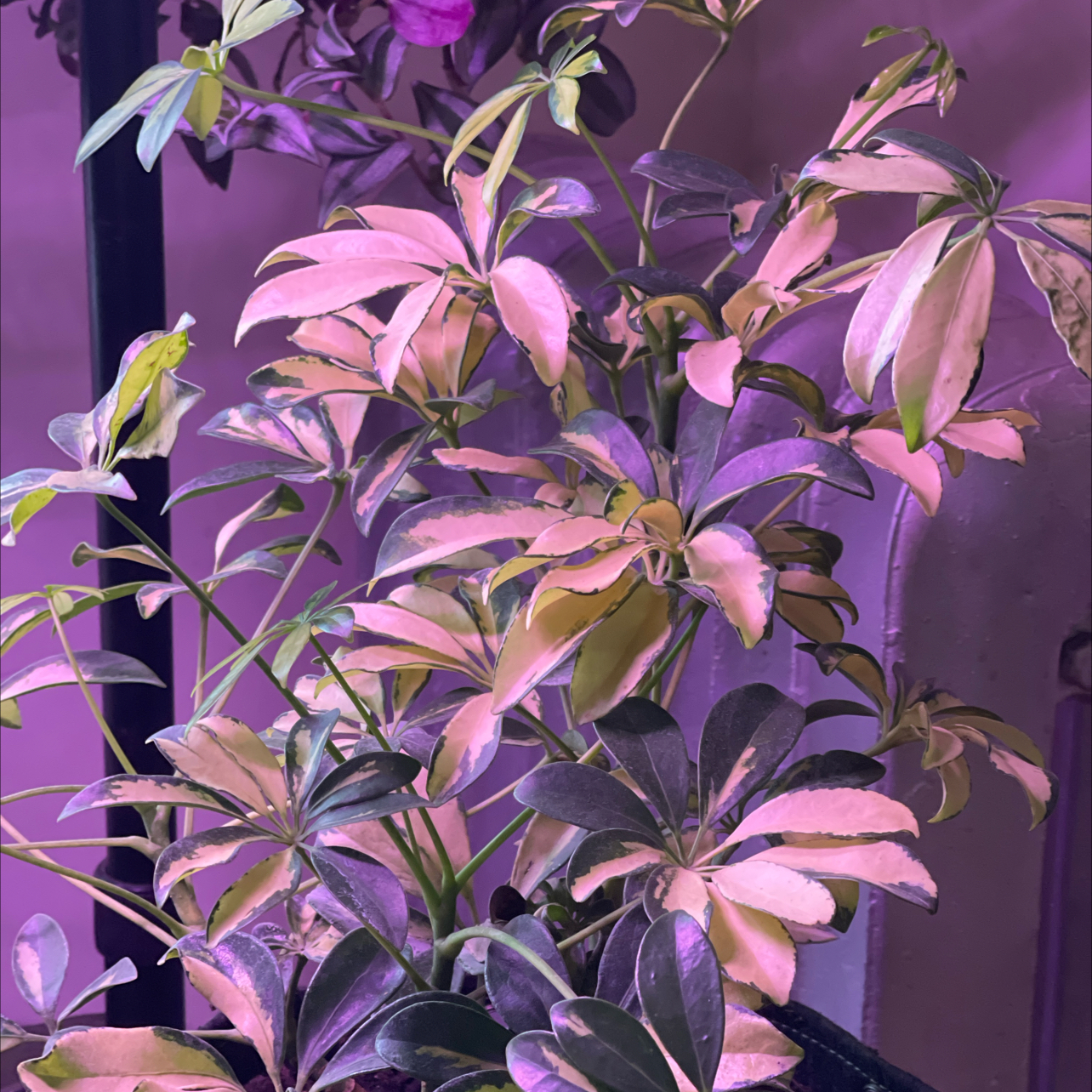 Photo of the plant species Umbrella Tree by @LovelyTokyosun named Trinetta Arbaricola on Greg, the plant care app