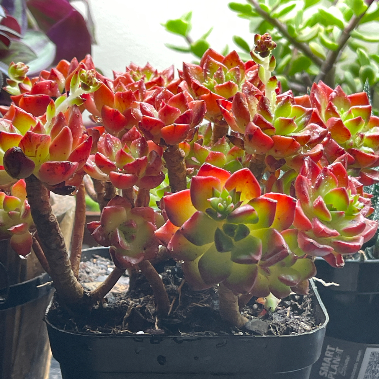 Sedeveria 'Letizia' plant with vibrant red and green leaves in a black pot.