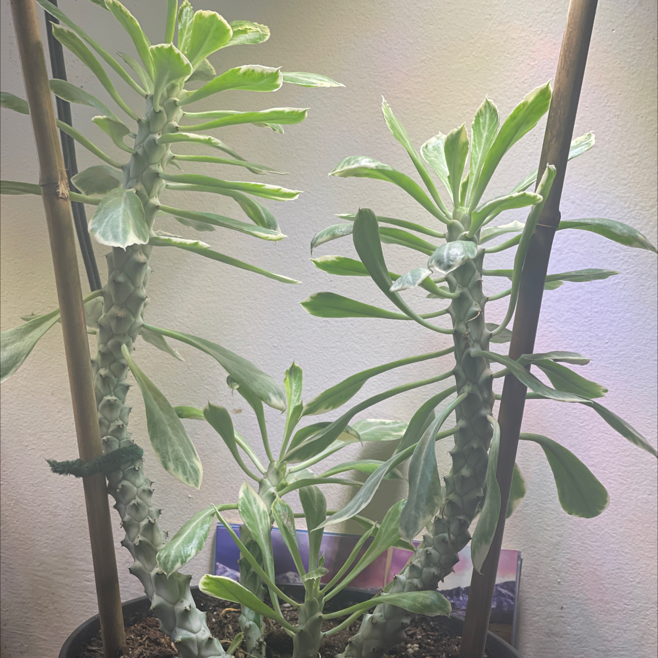 Photo of the plant species Euphorbia Succulenta by @LovelyTokyosun named Euphorbia Monadenium Stapelioides F. Variegata on Greg, the plant care app