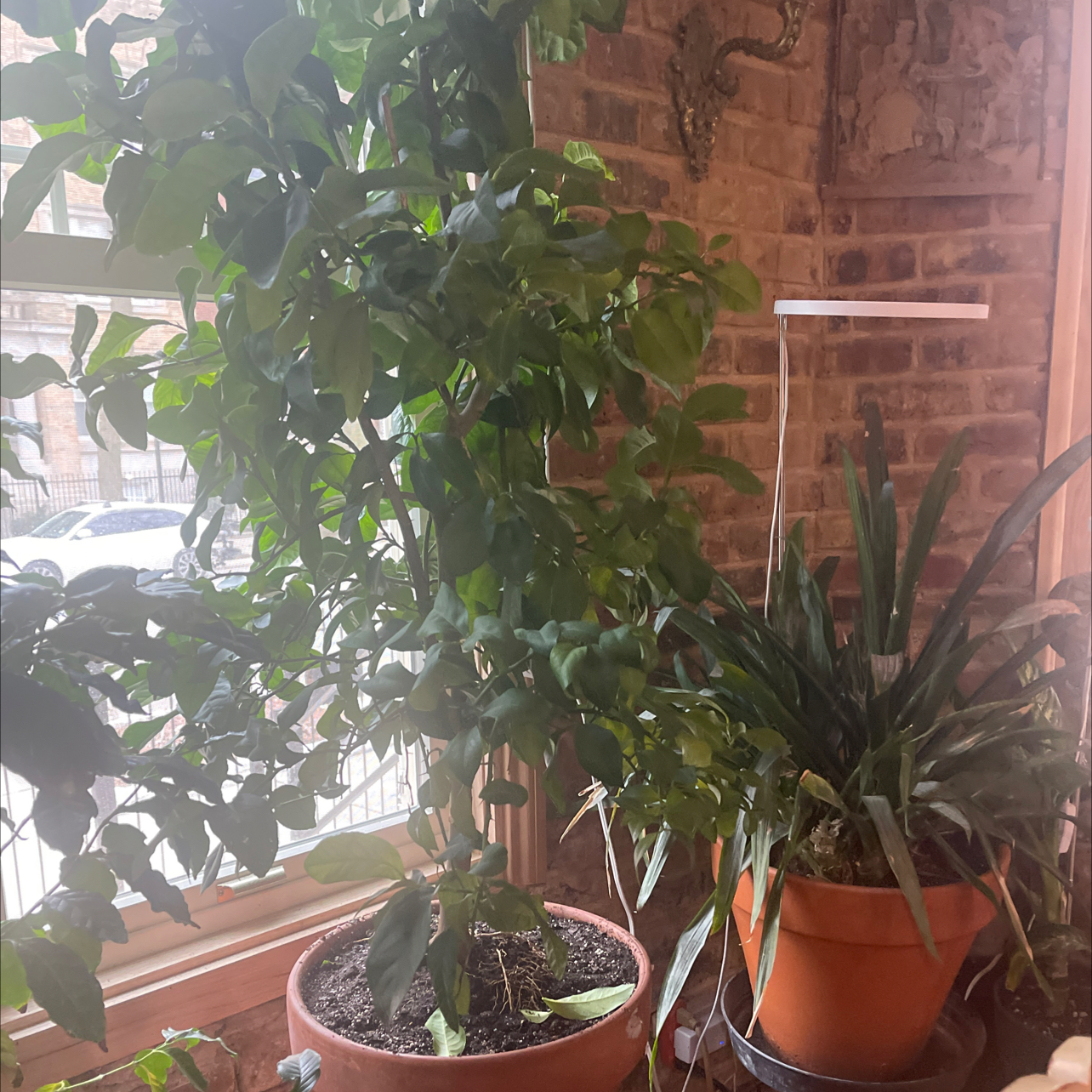 Photo of the plant species Meyer Lemon Tree by @LovelyTokyosun named Lemon plant on Greg, the plant care app