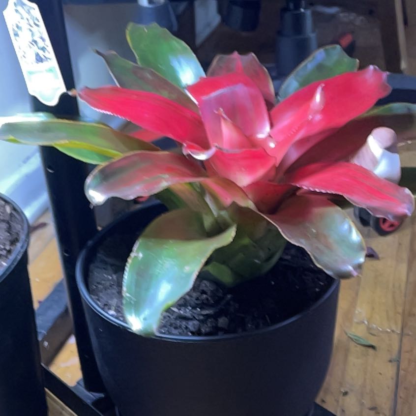 Plant care for Aechmea fasciata 'Primera' on Greg, the plant care app
