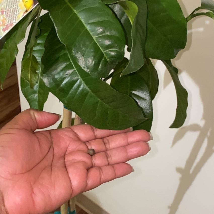 Photo of the plant species allspice by @FestiveSalal named Sandy on Greg, the plant care app