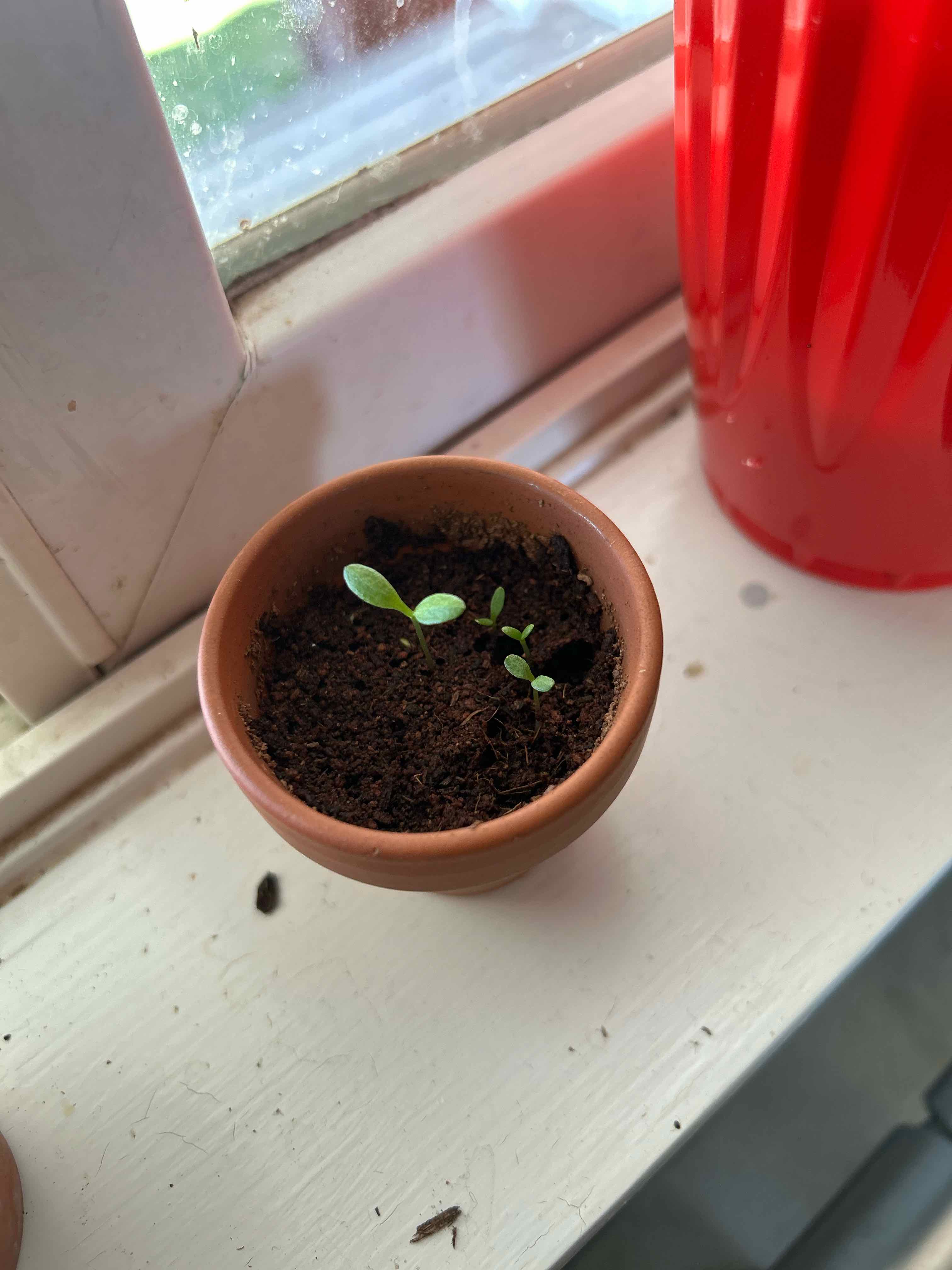 Young Shasta Daisy plant in a small pot with healthy green leaves.