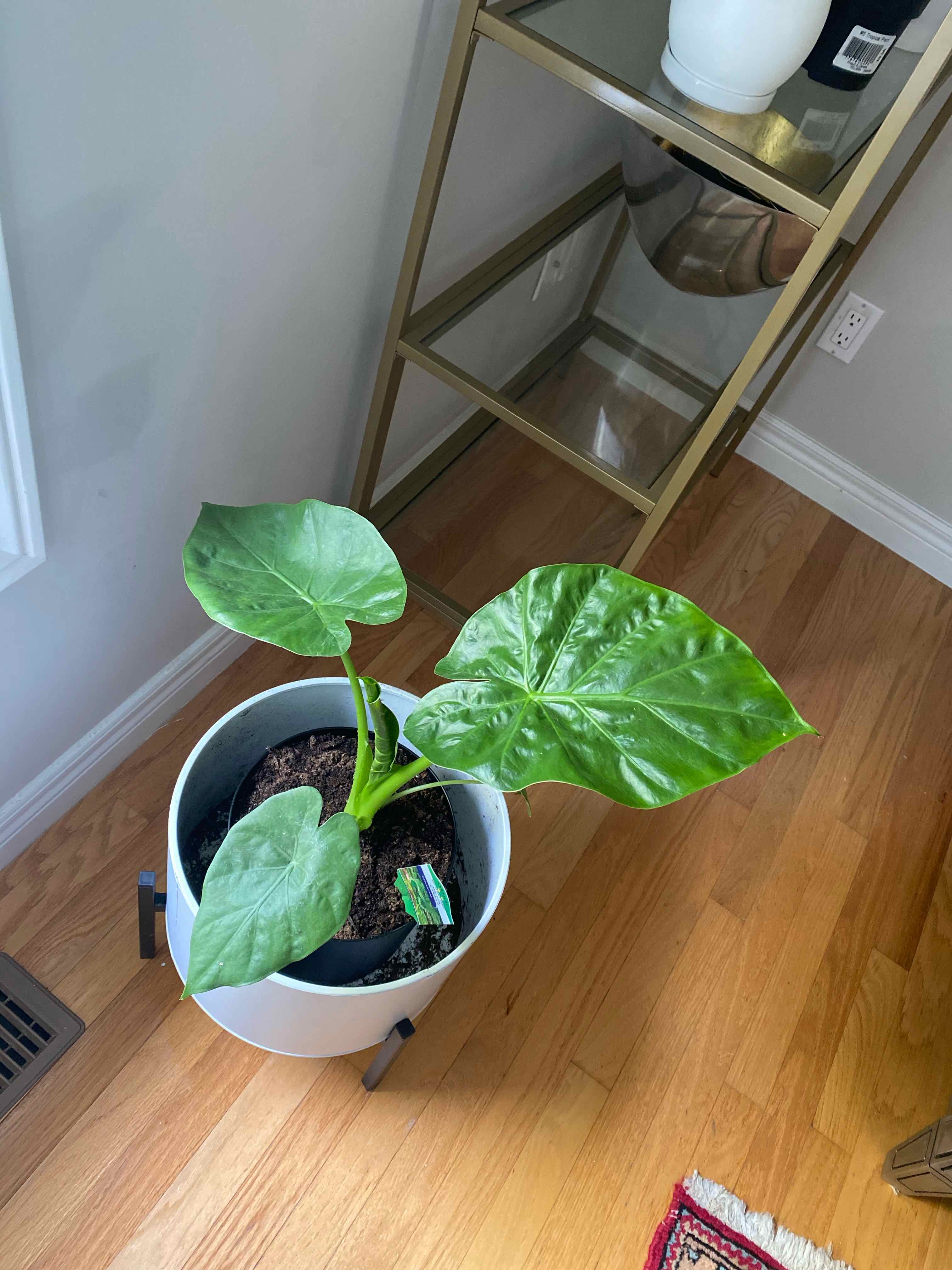 Jewel Alocasia plant in a white pot with three large green leaves on a wooden floor.