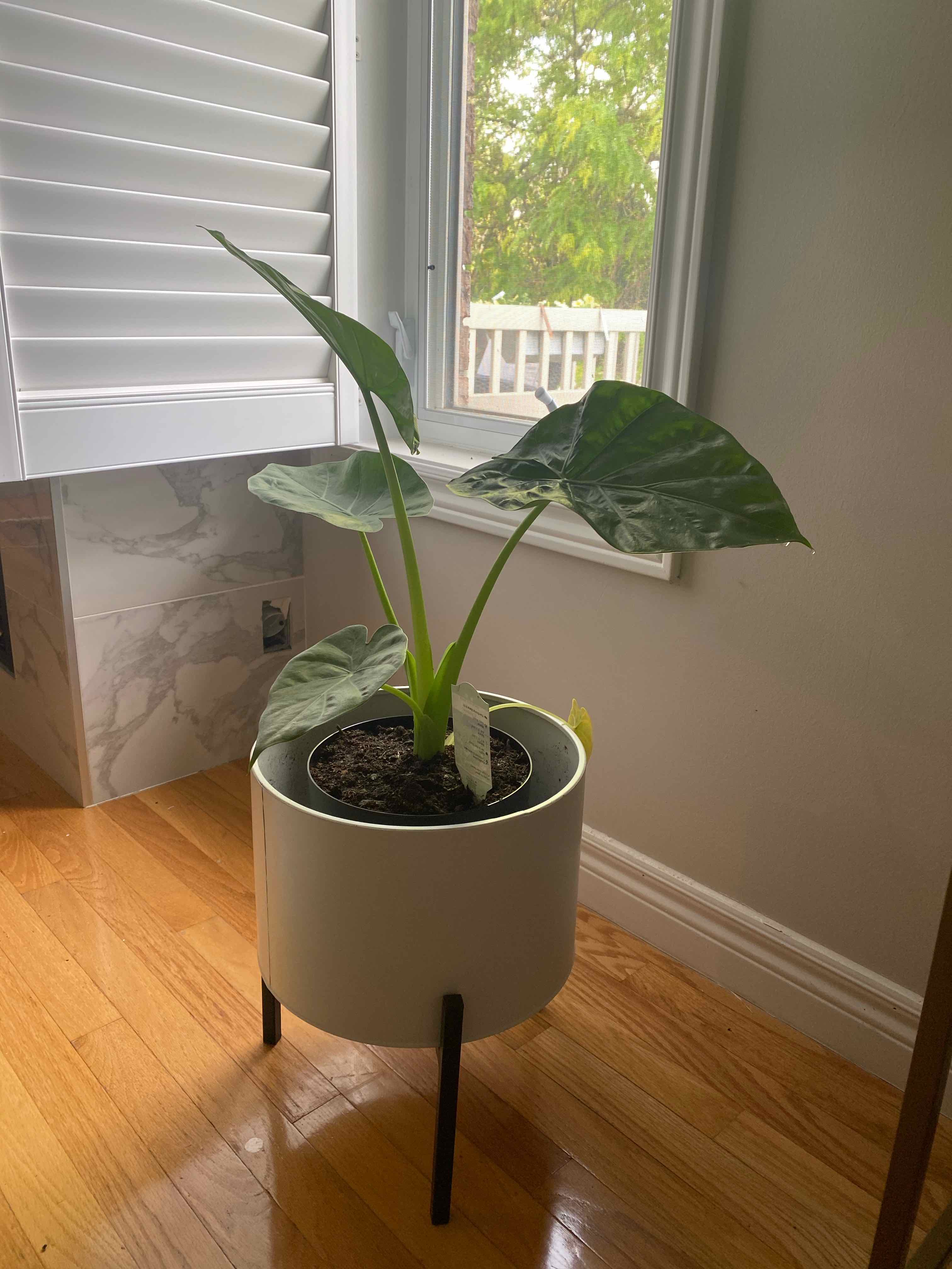 Potted Jewel Alocasia plant indoors near a window with large green leaves.