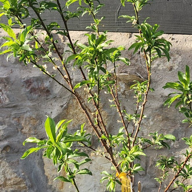 Photo of the plant species Santa Rosa Plum by @WiredMarigold named Gobi on Greg, the plant care app